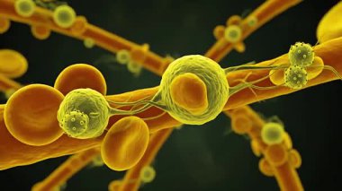 Sinir hücreleri ve kırmızı kan hücrelerinin mikroskobik görüntüsü biyolojik ortamda patojenler ile etkileşime giriyor.