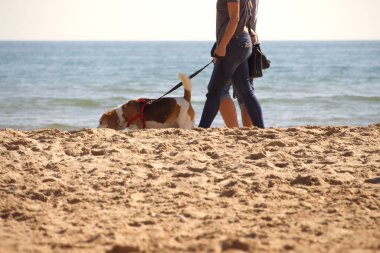 Deniz kenarında kumlu bir sahilde köpeği gezdiren iki kişi..