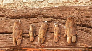 Beş hayvan kuyruğu ahşap bir duvara monte edilmiş, köy dekoru..