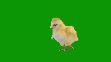 Beyaz arka planı olan yeşil horoz