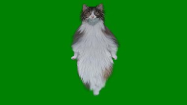 Yeşil arka planda sevimli kedi yavrusu, kedi.