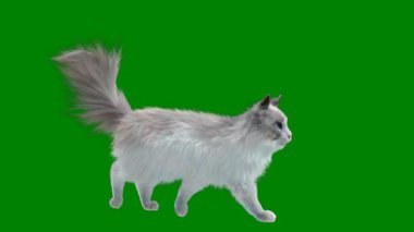 yeşil zemin üzerine kedi