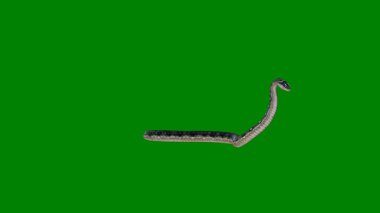 yeşil arka planda yeşil yılan