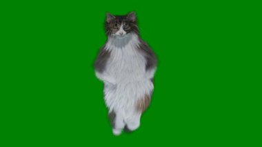 kedi içinde yeşil çimen