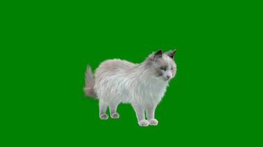 Yeşil arka planda yeşil ekrandaki sevimli kedi