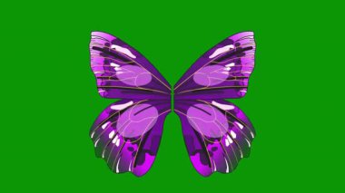 Güzel kelebek, yeşil bir arka planda izole edilmiş.