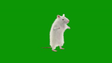 Yeşil arkaplanda izole edilmiş sevimli fare