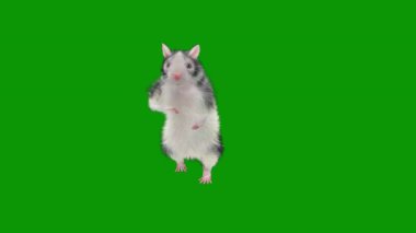 Yeşil arka planda şirin bir fare. Yeni yıl 2020