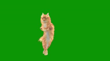 Şirin kedi yeşil çimlerde izole edilmiş.