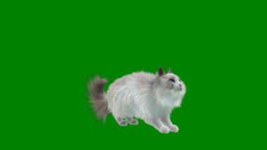 Beyaz kedi yeşil arka planda hareket halinde. Kedi kaçıyor..