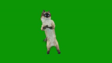 Yeşil bir geçmişi olan genç bir kedi.