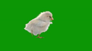 Yeşil arka planda şirin küçük tavuk.