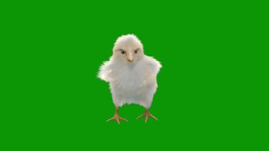 Yeşil arka planda izole edilmiş yeşil kuş, 3 boyutlu görüntüleme.