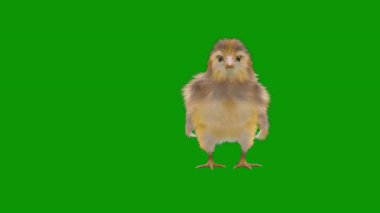 yeşil arka planda yeşil tavuk.