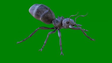 Beyaz arkaplanda yeşil bir karıncanın 3 boyutlu canlandırması