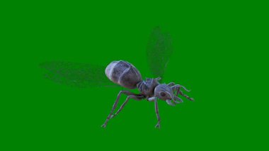 Yeşil arka planda yeşil yusufçuk