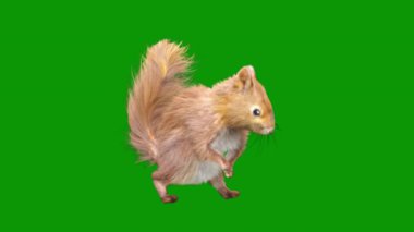 Yeşil çimlerin üzerinde oturan sevimli küçük sincap. hayvan hayvanı