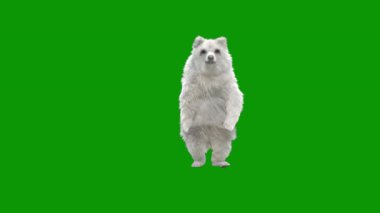 Yeşil ekranda izole edilmiş yeşil bir labrador köpeğinin 3 boyutlu görüntüsü