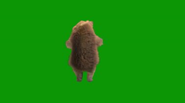 Yeşil çimlerin üzerinde izole edilmiş yeşil bir ayının 3 boyutlu görüntüsü