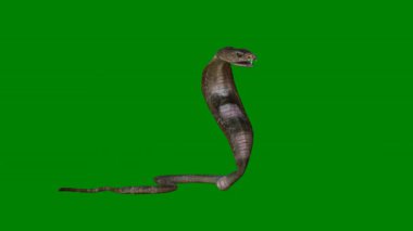 yeşil yılan siyah arkaplanda izole edildi