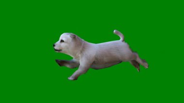 yeşil arka planda izole edilmiş yeşil köpek