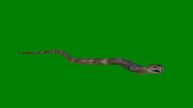 Yılan hayvan yeşil çimlerin üzerinde.