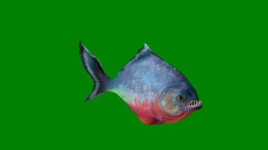 Akvaryumdaki balıklar