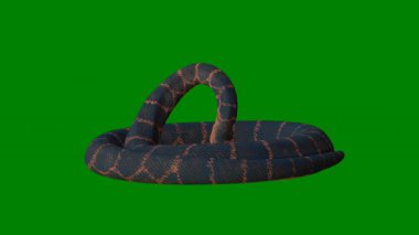 yeşil bir arka plan üzerine yılan