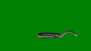 Siyah sırtlı yeşil bir yılanın 3 boyutlu görüntüsü.