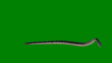 Yılan yeşil arkaplanda izole edildi