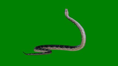 yeşil arka planda yeşil yılan