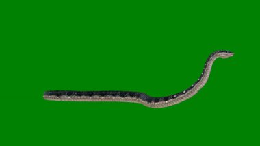 Uzun kuyruklu bir yılan.