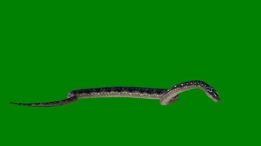 Siyah arka planda yeşil yılan. izole