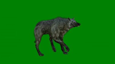 Yeşil arka planda siyah köpek