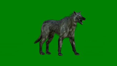 Koyu bir arka planda yeşil teriyer köpeği