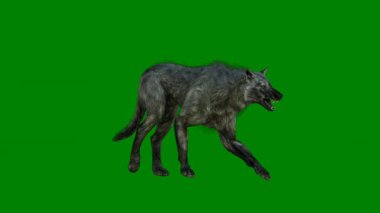 Yeşil çimlerde bir köpek