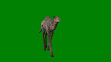 Yeşil arka planda izole edilmiş yeşil bir kangurunun 3 boyutlu görüntüsü.