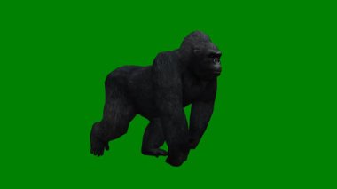 Bir gorilin 3 boyutlu görüntüsü