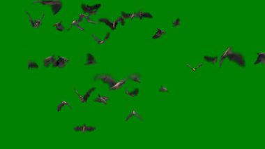 Koyu yeşil, güzel çiçekli kırmızı vektör dokusu. Soyut çiçek ve yapraklarla dekoratif tasarım. İşiniz için en iyi tasarım, poster.