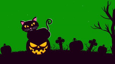 Cadılar Bayramı gecesinde kedi