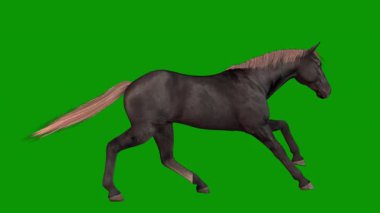 Yeşil arka planda izole edilmiş siyah bir atın 3 boyutlu çizimi