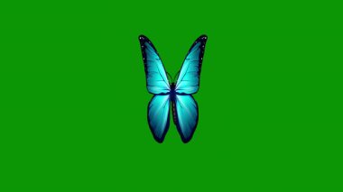 Beyaz arka planda kelebek. Vektör illüstrasyonu