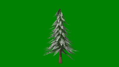 çam ağacı siyah arkaplanda izole edildi