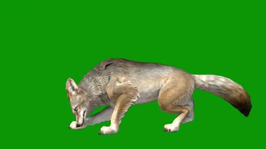 Görüntü bir kurt.