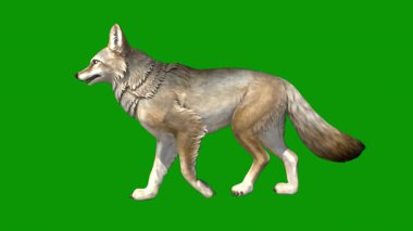 Beyaz arka planda izole edilmiş büyük yeşil bir kurt görüntüsü.