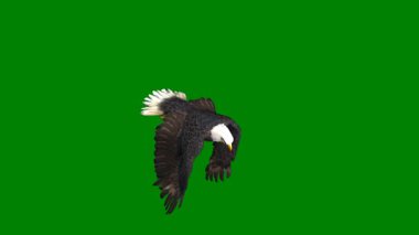 Siyah arka planı olan uçan yeşil bir kuş.