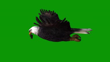 Beyaz arkaplanda yeşil güvercin