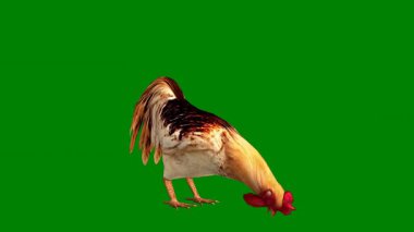 Beyaz arkaplanda izole edilmiş tavuk