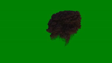 arkaplanda yeşil yaprak izole