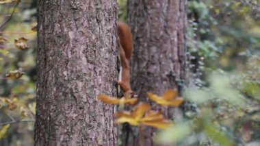 Anglesey ormanlarında kırmızı sincap dalları keşfediyor, ticari kullanım için vahşi yaşam ve doğa temalarını sunuyor. Yüksek kalite 4k görüntü